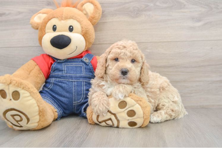 Popular Mini Goldendoodle Poodle Mix Pup