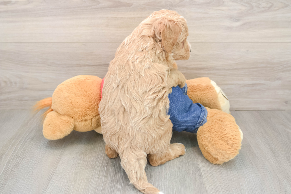 Mini Goldendoodle Puppy for Adoption