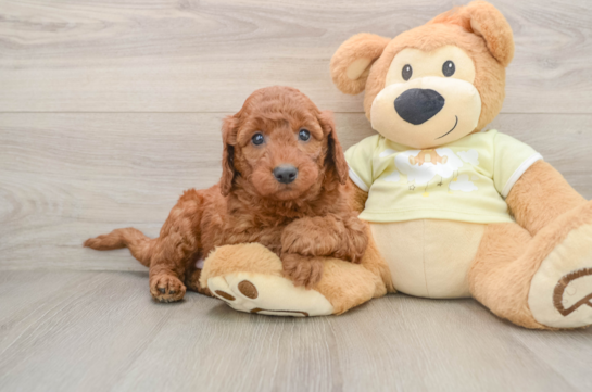MASERATI, a Mini Goldendoodle littermate