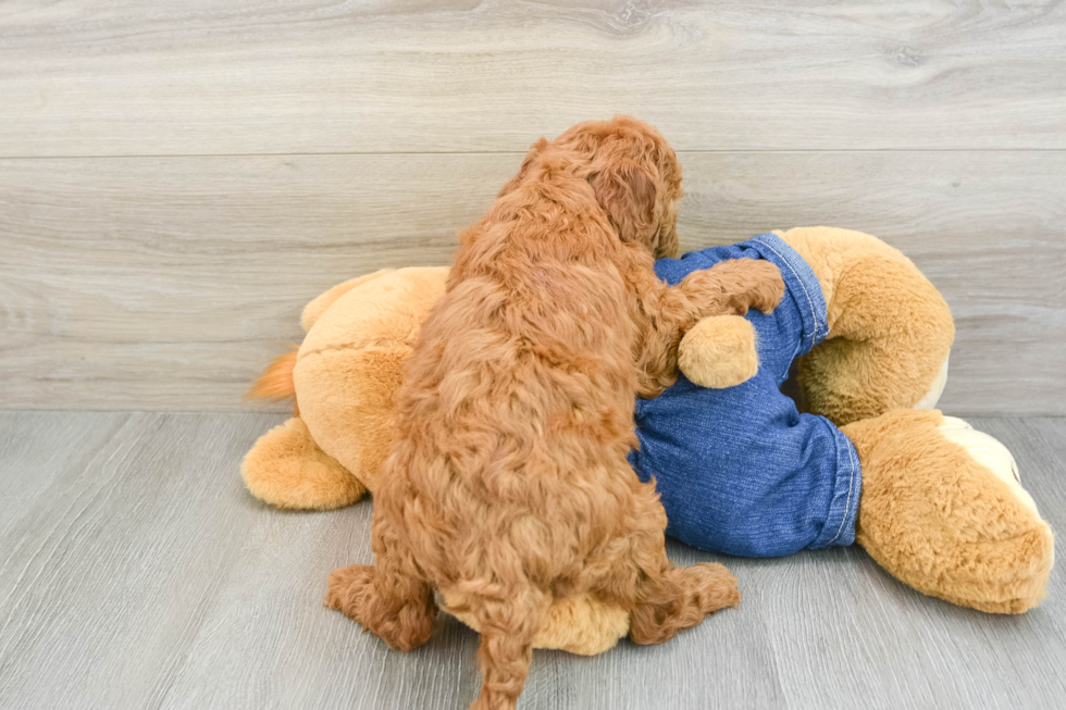 Energetic Golden Doodle Poodle Mix Puppy