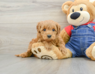 8 week old Mini Goldendoodle Puppy For Sale - Windy City Pups