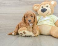 8 week old Mini Goldendoodle Puppy For Sale - Windy City Pups