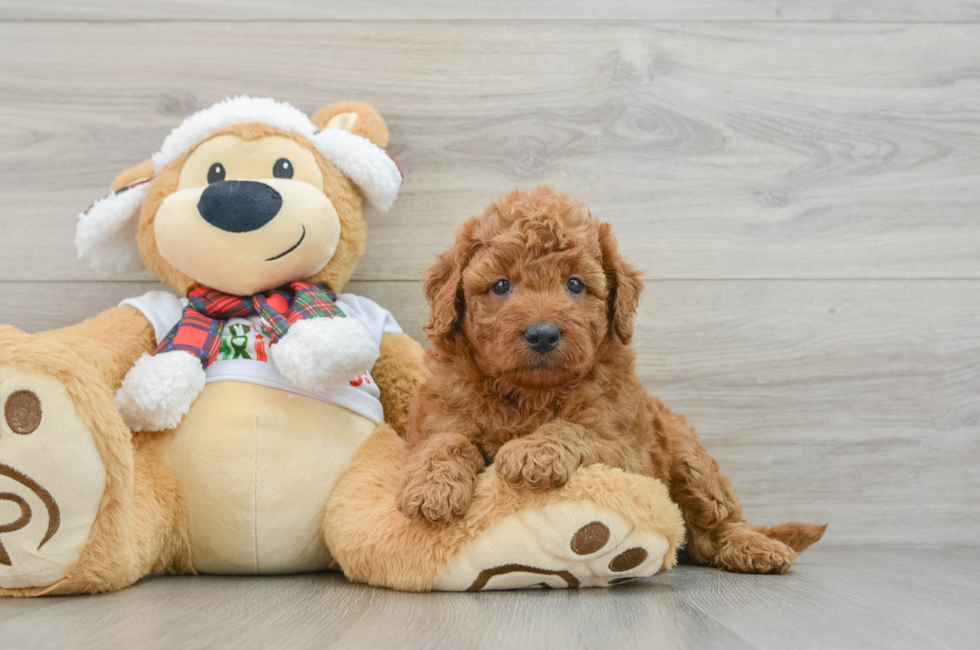 5 week old Mini Goldendoodle Puppy For Sale - Windy City Pups