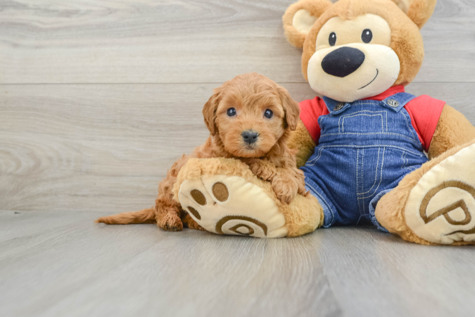 Mini Goldendoodle Pup Being Cute