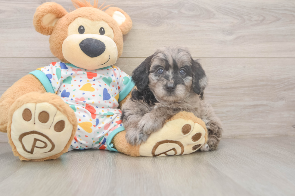 7 week old Mini Goldendoodle Puppy For Sale - Windy City Pups