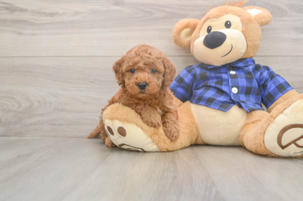6 week old Mini Goldendoodle Puppy For Sale - Windy City Pups