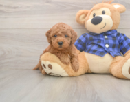 7 week old Mini Goldendoodle Puppy For Sale - Windy City Pups 7 week old Mini Goldendoodle Puppy For Sale - Windy City Pups