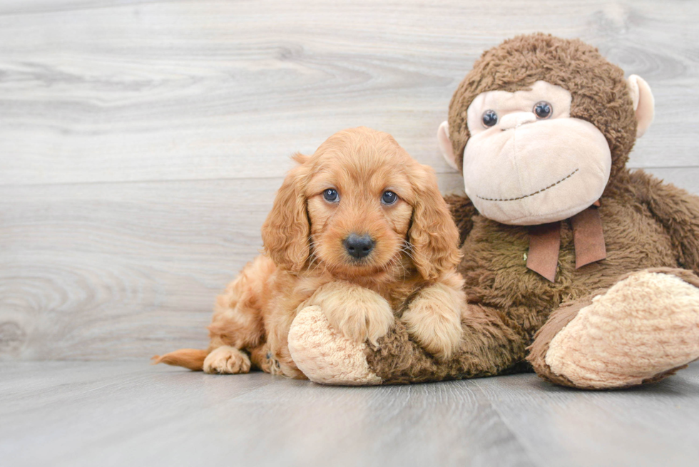 Mini Goldendoodle Puppy for Adoption