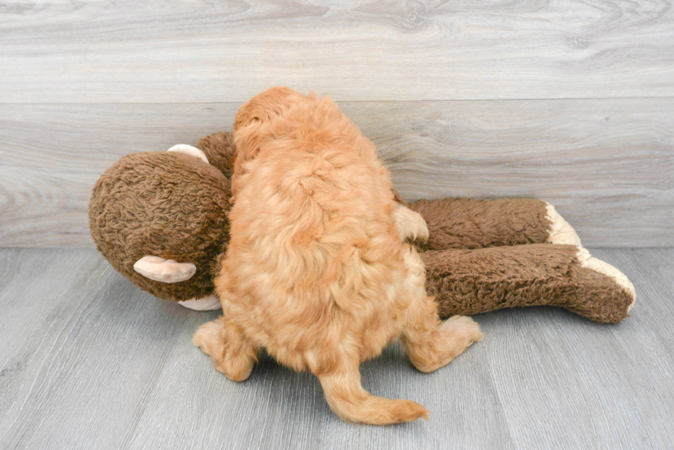 Mini Goldendoodle Puppy for Adoption