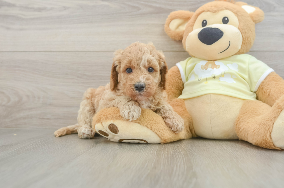 5 week old Mini Goldendoodle Puppy For Sale - Windy City Pups