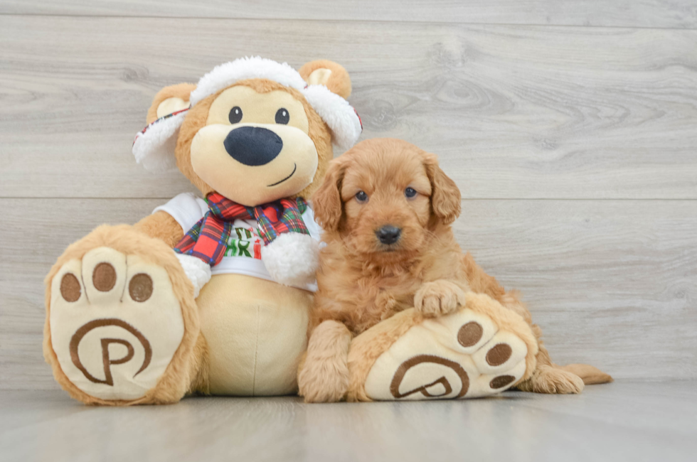 5 week old Mini Goldendoodle Puppy For Sale - Windy City Pups