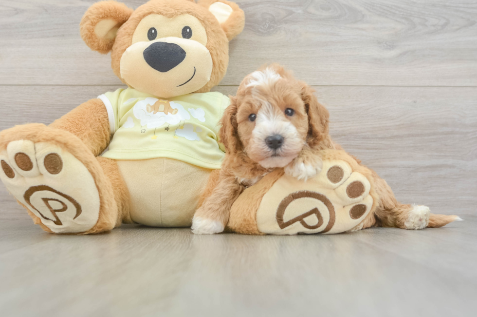 5 week old Mini Goldendoodle Puppy For Sale - Windy City Pups