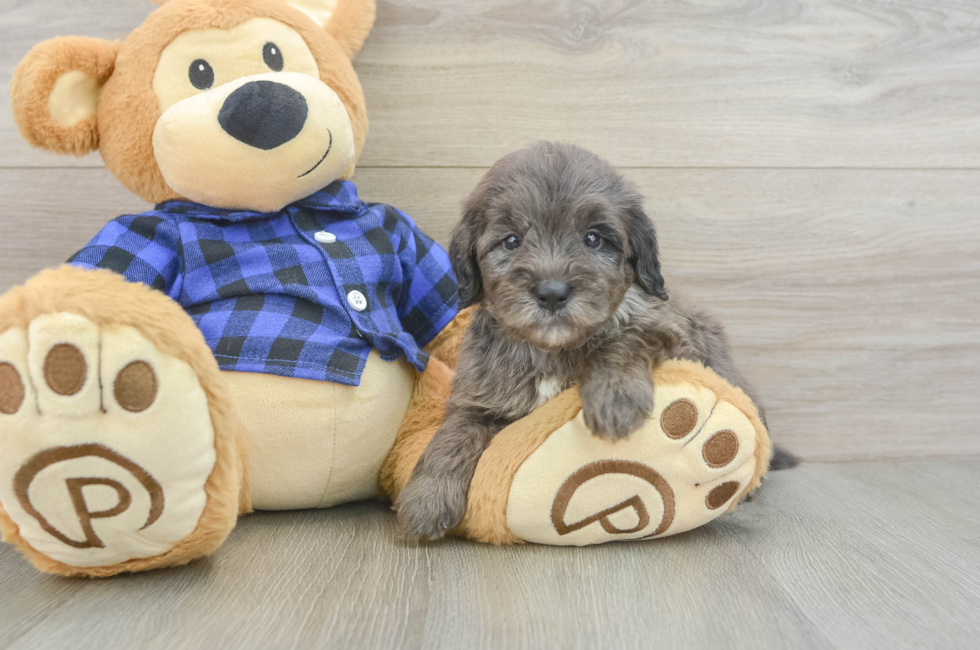 6 week old Mini Goldendoodle Puppy For Sale - Windy City Pups