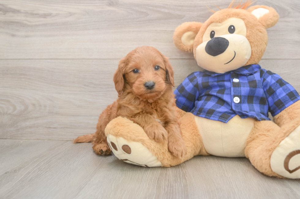 6 week old Mini Goldendoodle Puppy For Sale - Windy City Pups