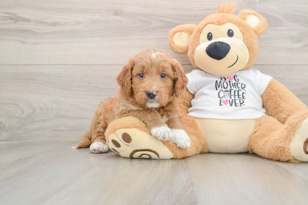 Small Mini Goldendoodle Baby
