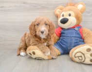 7 week old Mini Goldendoodle Puppy For Sale - Windy City Pups