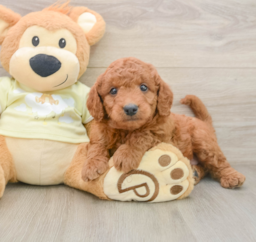 7 week old Mini Goldendoodle Puppy For Sale - Windy City Pups