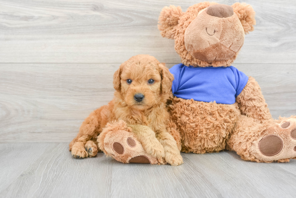 Mini Goldendoodle Pup Being Cute