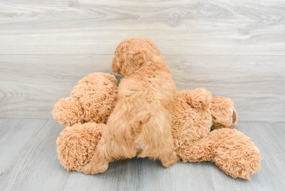 Fluffy Mini Goldendoodle Poodle Mix Pup