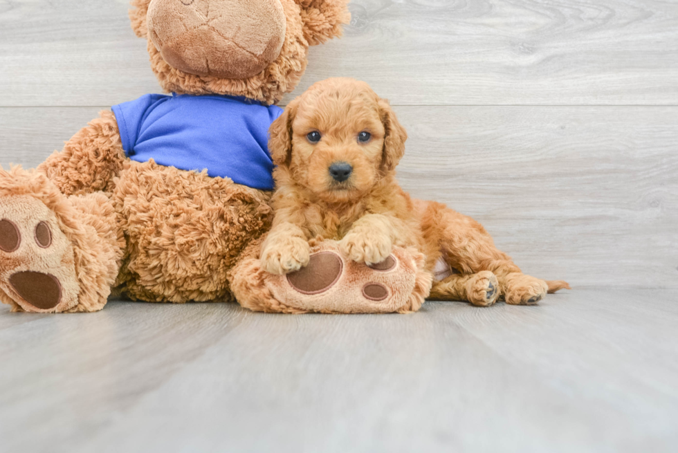 Mini Goldendoodle Pup Being Cute