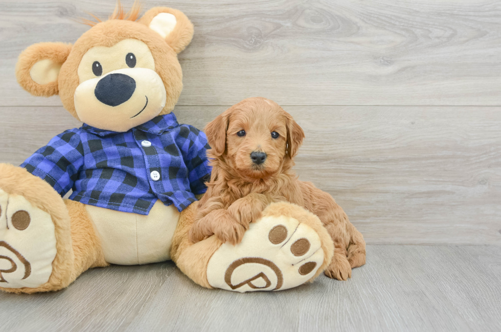 6 week old Mini Goldendoodle Puppy For Sale - Windy City Pups