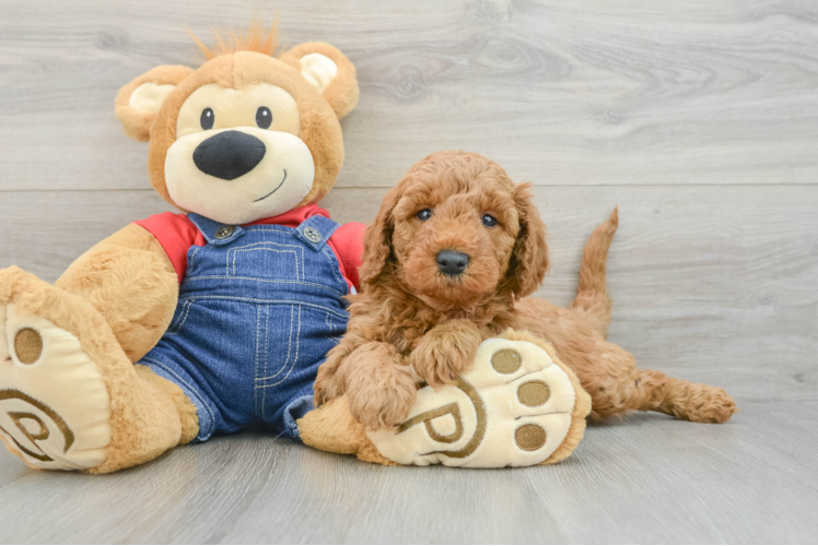Mini Goldendoodle Pup Being Cute
