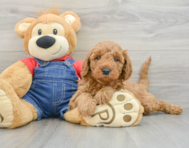 8 week old Mini Goldendoodle Puppy For Sale - Windy City Pups