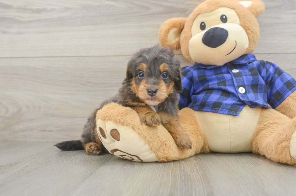 6 week old Mini Goldendoodle Puppy For Sale - Windy City Pups