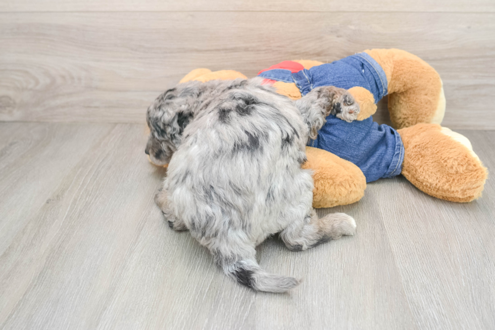 Mini Goldendoodle Puppy for Adoption