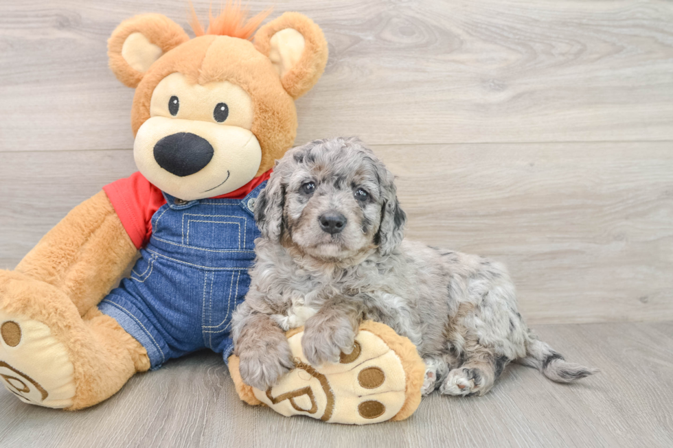 Mini Goldendoodle Pup Being Cute