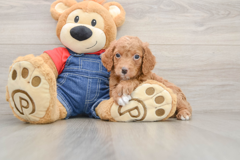 Best Mini Goldendoodle Baby