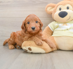 8 week old Mini Goldendoodle Puppy For Sale - Windy City Pups