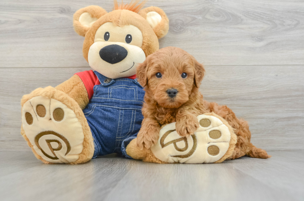 6 week old Mini Goldendoodle Puppy For Sale - Windy City Pups