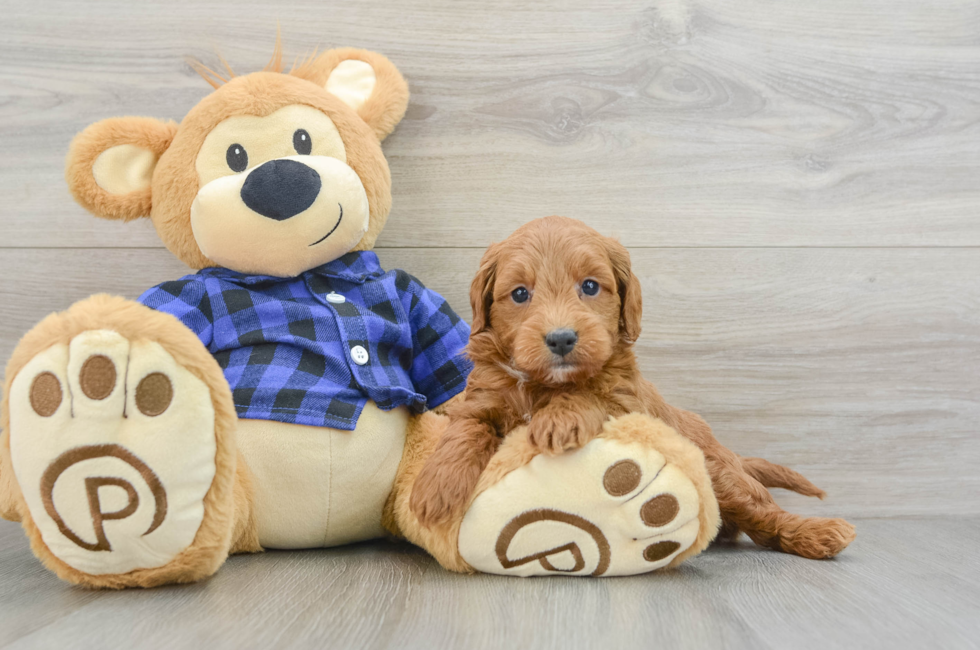 6 week old Mini Goldendoodle Puppy For Sale - Windy City Pups