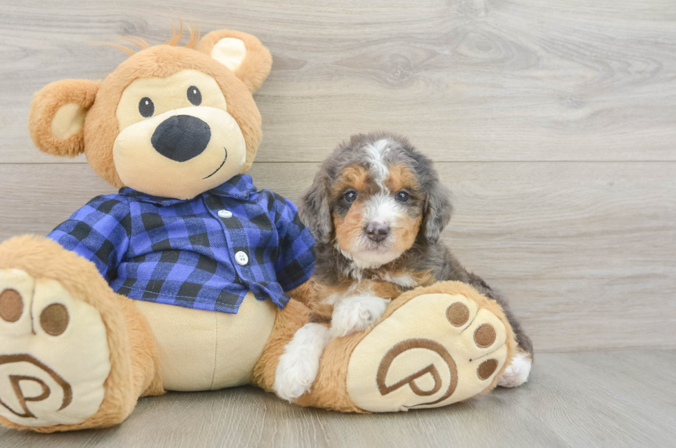 6 week old Mini Goldendoodle Puppy For Sale - Windy City Pups