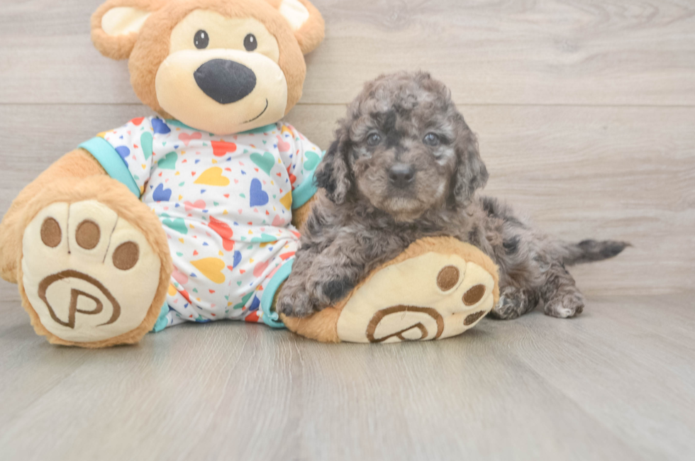 7 week old Mini Goldendoodle Puppy For Sale - Windy City Pups