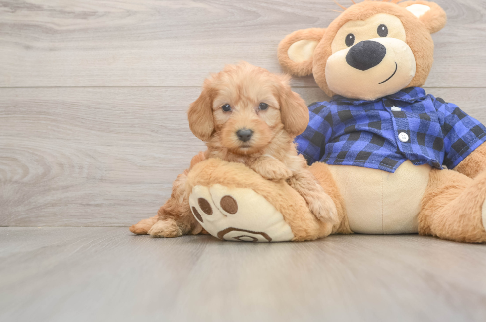 6 week old Mini Goldendoodle Puppy For Sale - Windy City Pups