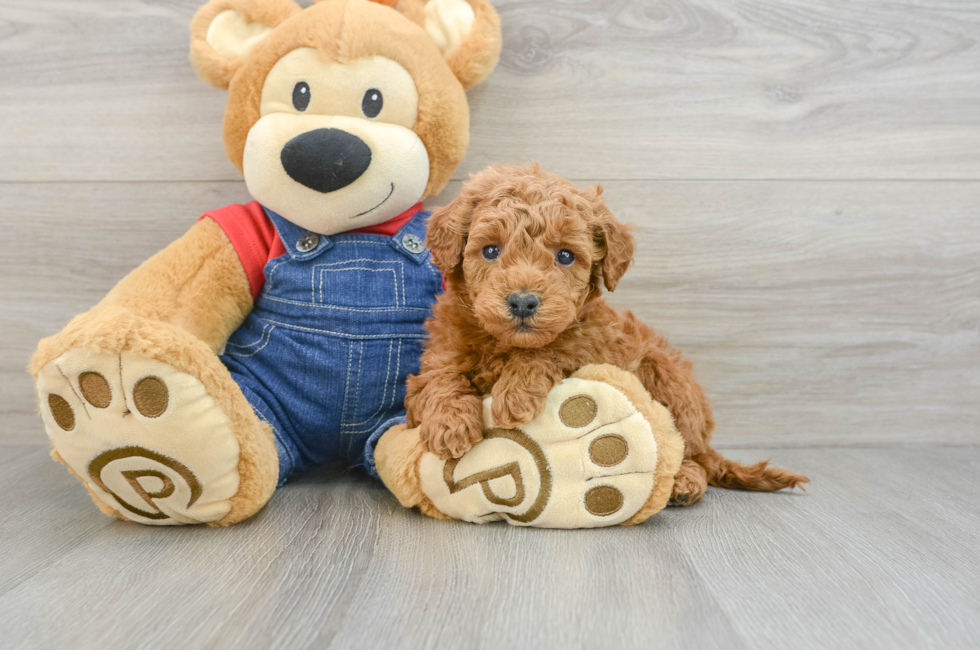 6 week old Mini Goldendoodle Puppy For Sale - Windy City Pups