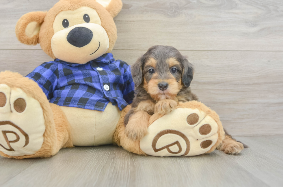 6 week old Mini Goldendoodle Puppy For Sale - Windy City Pups