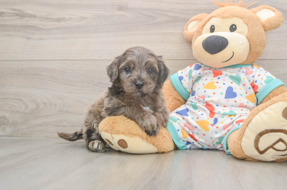 7 week old Mini Goldendoodle Puppy For Sale - Windy City Pups