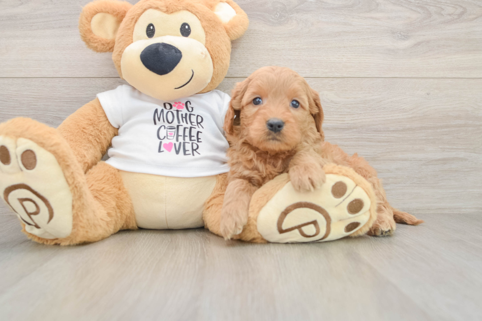 Sweet Mini Goldendoodle Baby
