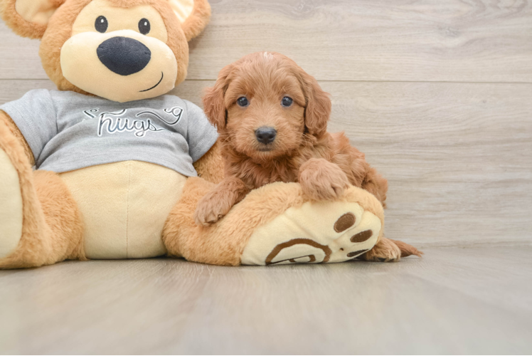 Hypoallergenic Mini Goldiepoo Poodle Mix Puppy