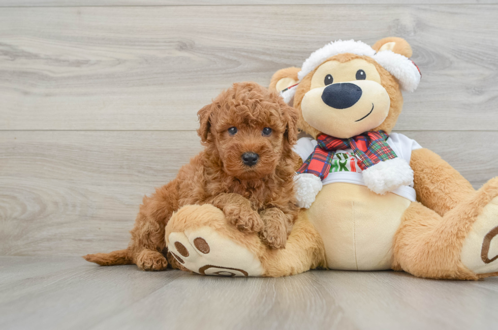 5 week old Mini Goldendoodle Puppy For Sale - Windy City Pups