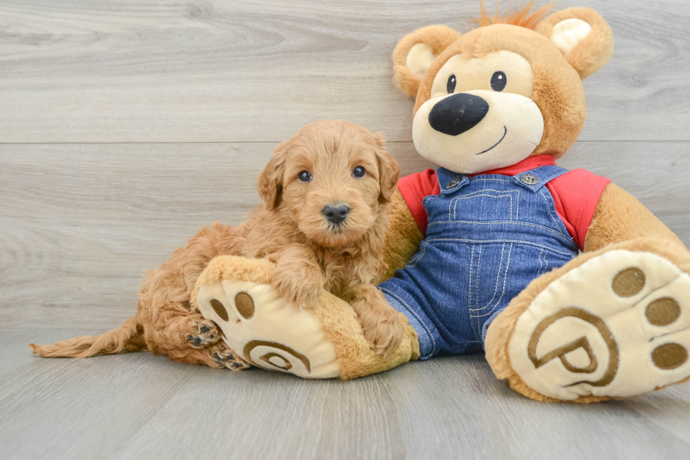 Best Mini Goldendoodle Baby