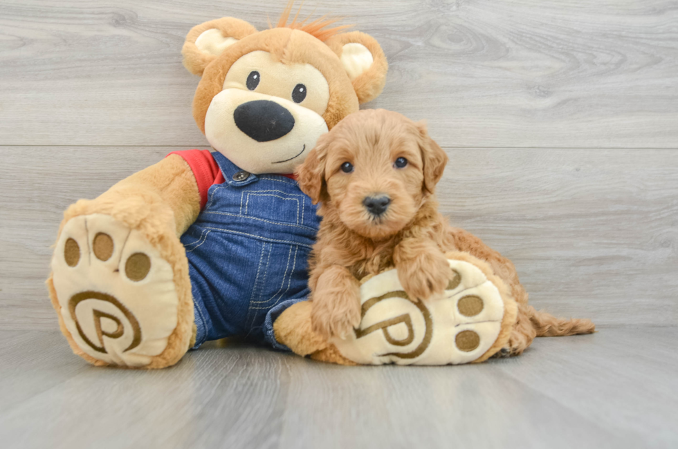 6 week old Mini Goldendoodle Puppy For Sale - Windy City Pups