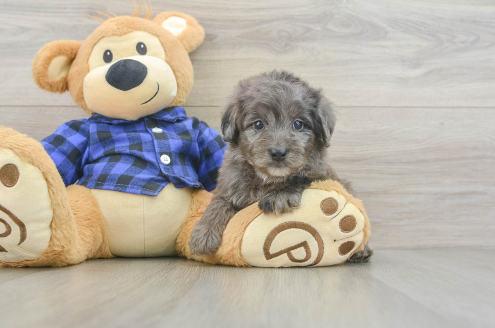 6 week old Mini Goldendoodle Puppy For Sale - Windy City Pups