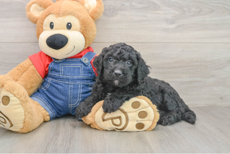 Mini Goldendoodle Puppy for Adoption