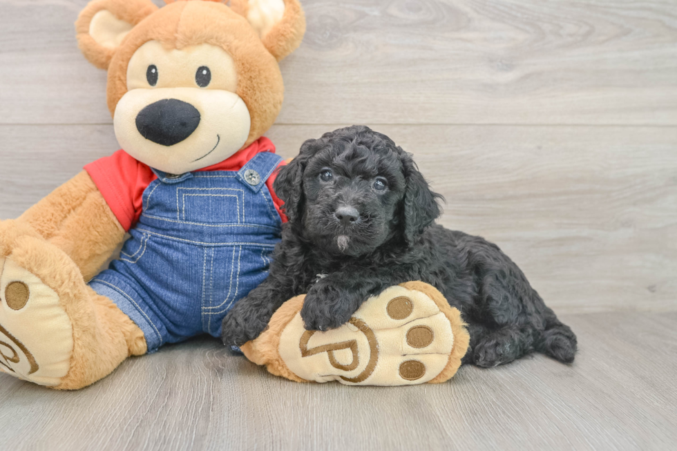 Mini Goldendoodle Puppy for Adoption