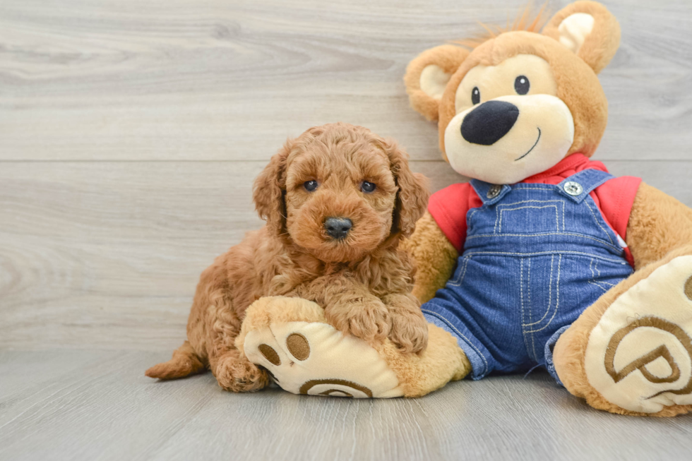 Best Mini Goldendoodle Baby