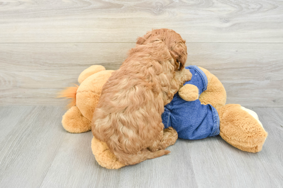 Best Mini Goldendoodle Baby
